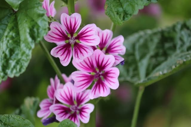 ゼニアオイ（花／葉／茎エキス）