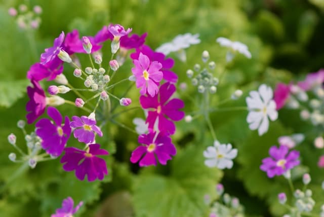 セイヨウサクラソウ（花エキス）