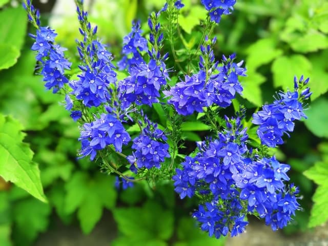 ベロニカオフィシナリス（花／葉／茎エキス）