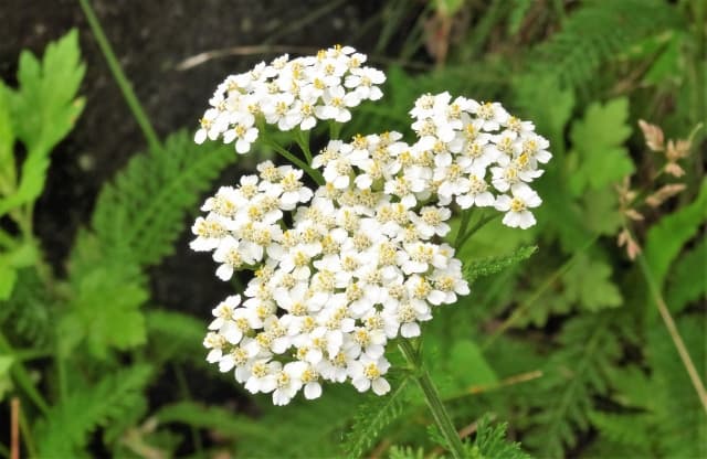 セイヨウノコギリソウ（花／葉／茎エキス）