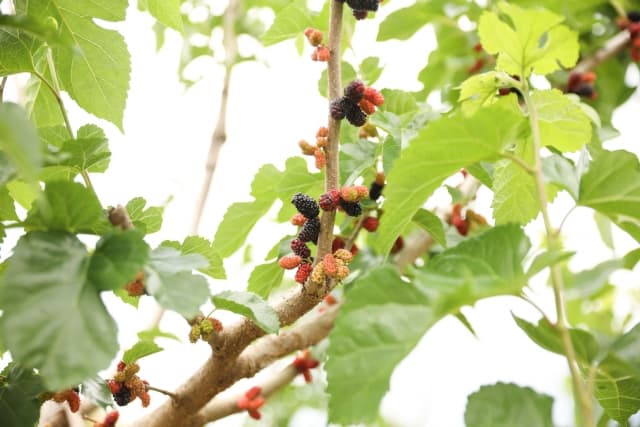 マグワ根皮（エキス）