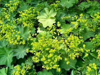 ハゴロモグサ（花／葉／茎エキス）