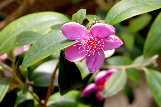 テンニンカ（果実エキス）