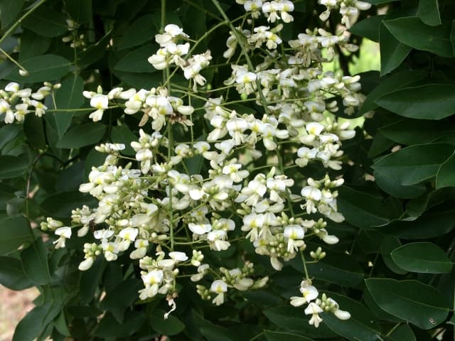 エンジュ（蕾）