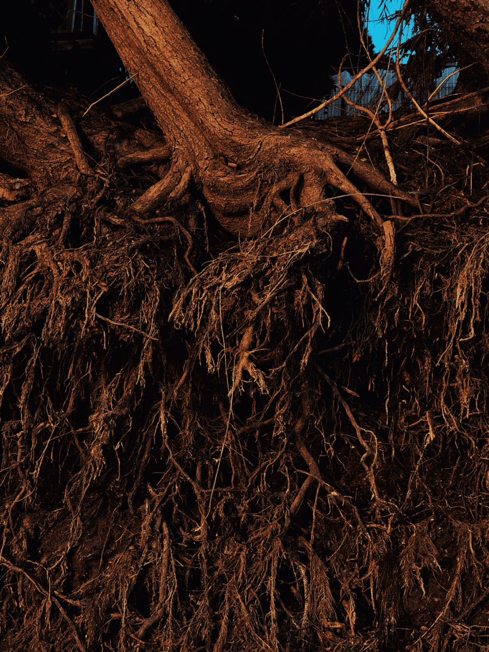 マグワ根皮エキス