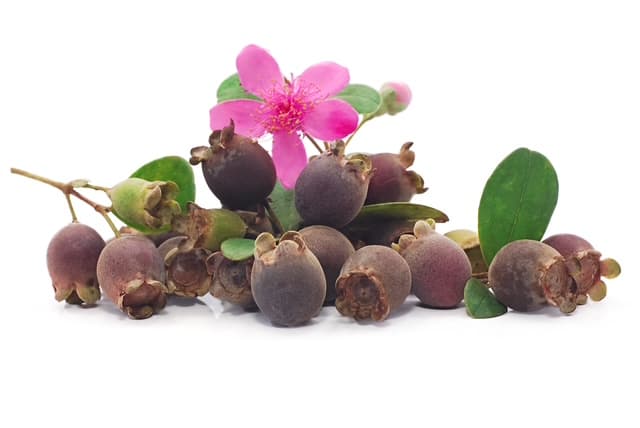 テンニンカ果実エキス。UVによる乾燥ダメージから肌を守る。